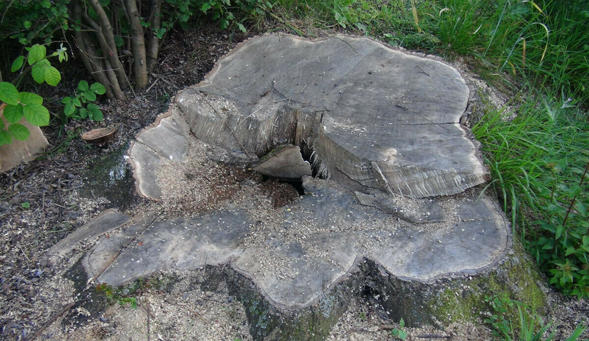 Bunu da gördük: Vatandaşı şoke eden manzara! 150 yıllık çınar ağaçlarını çaldılar