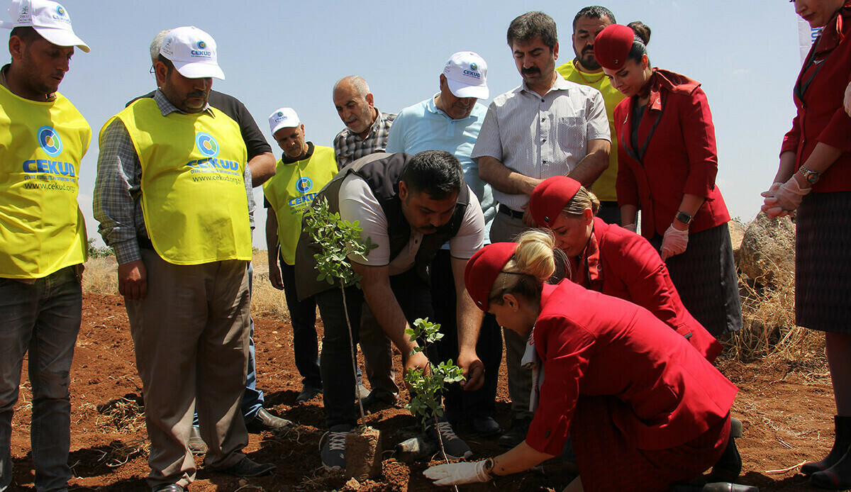 THY ile ÇEKUD işbirliğinde Kilis'e 14 bin Antep fıstığı fidanı dikildi THY ile ÇEKUD işbirliğinde Kilis'e 14 bin Antep fıstığı fidanı dikildi
