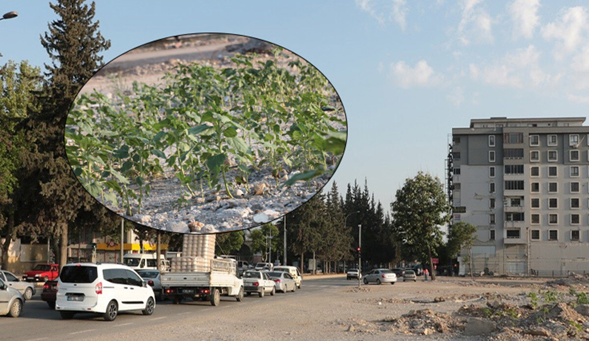 Deprem bölgesinde umut veren manzara! Kuruyemiş dükkanının enkazında ayçiçekleri ile umutlarda yeşerdi