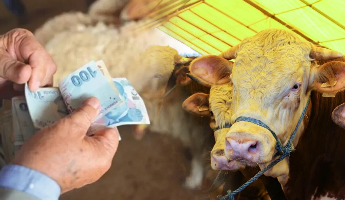 Kurbanlık bu sene kaç TL