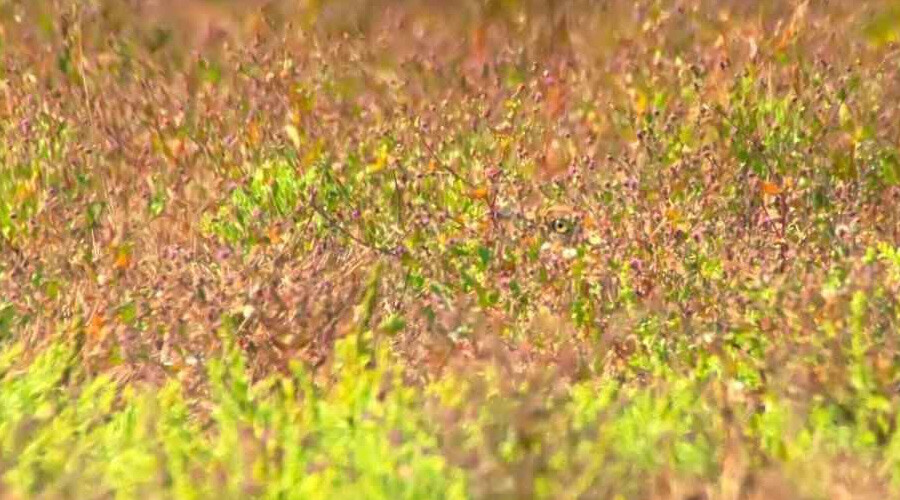 Yalnızca keskin bakışlılar fark ediyor: Gizli kuşu 5 saniyede bul! Yalnızca keskin bakışlılar fark ediyor: Gizli kuşu 5 saniyede bul!