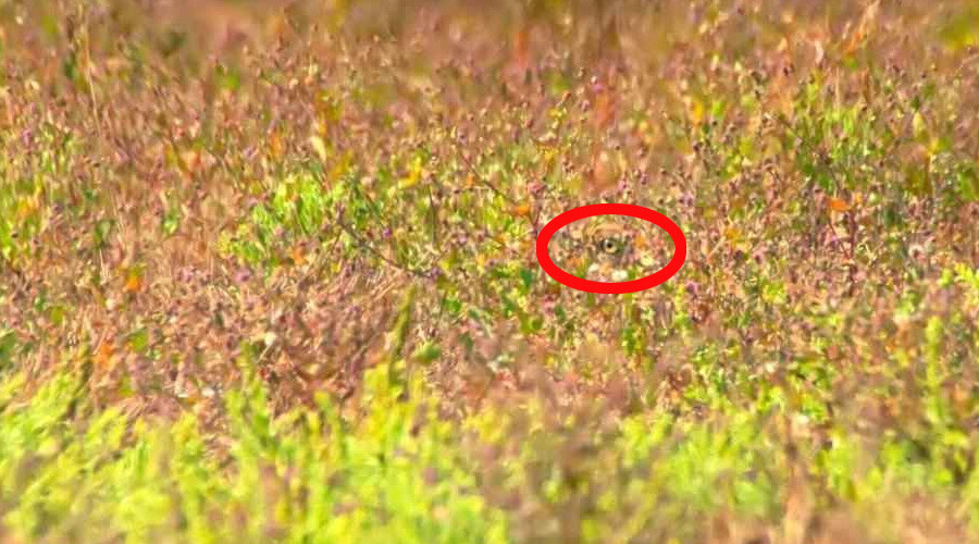 Yalnızca keskin bakışlılar fark ediyor: Gizli kuşu 5 saniyede bul! Yalnızca keskin bakışlılar fark ediyor: Gizli kuşu 5 saniyede bul!