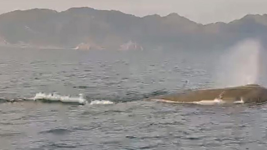 Marmaris açıklarında ortaya çıktı, görenler şaşkına döndü! Marmaris açıklarında ortaya çıktı, görenler şaşkına döndü!