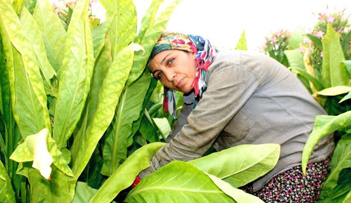 Öldürmeye toprakta başlıyor: &#039;Yeşil tütün&#039; hastalığı kadın ve çocukları etkiliyor