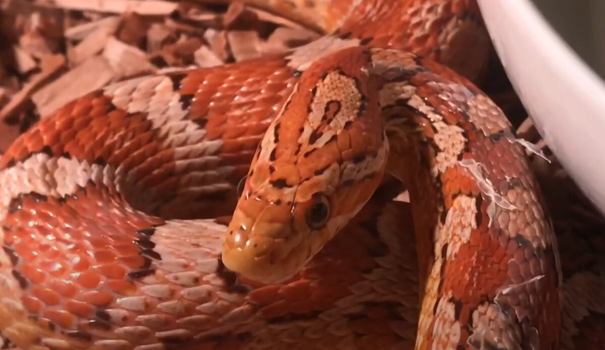 Önce şaka sandı, gerçeği dilini çıkarınca anladı! Şimdi herkes yılanın sahibini arıyor
