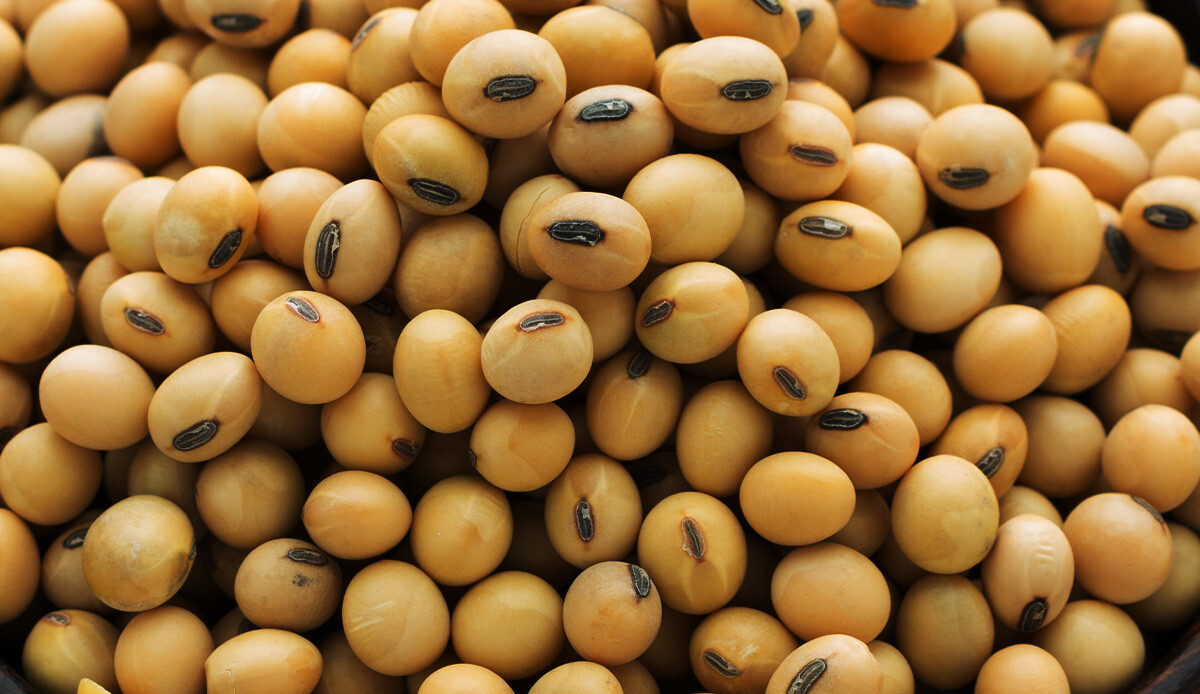 Vücudu tıkır tıkır çalıştırıyor! Etsiz ama tıka basa protein deposu…