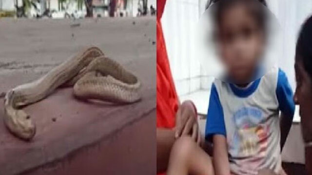 Herkesi şaşkına çeviren olay! 3 yaşındaki çocuk, yılanı ısırarak öldürdü