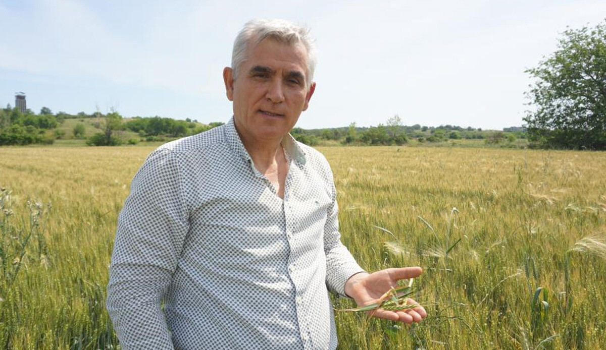 Buğdayda yeni tehlike! Çiftçiler uyarıldı: Tarlalarınızı mutlaka kontrol etmelisiniz...