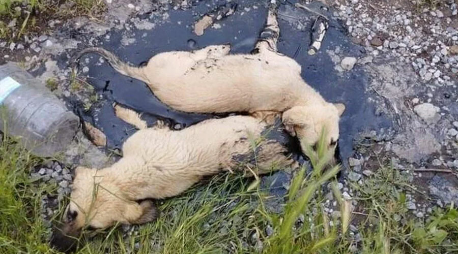 Zifte bulanan köpekler belediye ekipleri tarafından kurtardı Zifte bulanan köpekler belediye ekipleri tarafından kurtardı