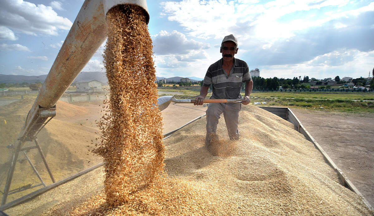 Buğday ve arpa alım fiyatları çiftçinin yüzünü güldürdü Buğday ve arpa alım fiyatları çiftçinin yüzünü güldürdü