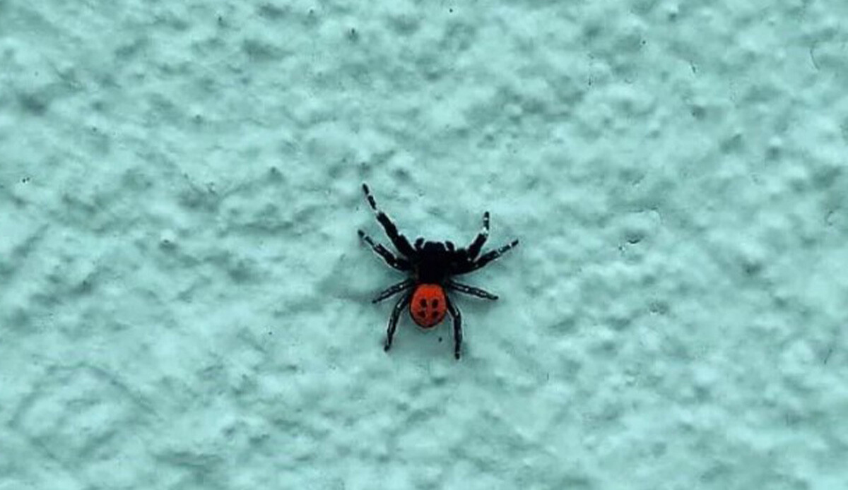 Fotoğraf Türkiye'den! Kentte zehirli 'uğur böceği örümceği' korkusu