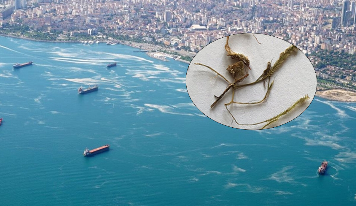 Marmara Denizi’nde tespit edildi! Habitatı bozuyor, katil yosunun yeni rotası belli oldu