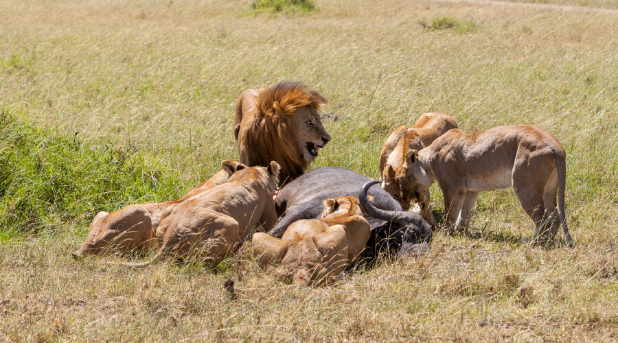 Kenya’da aç kalan aslanlar yerleşim yerlerine saldırdı! Köylüler canlarından bezdi