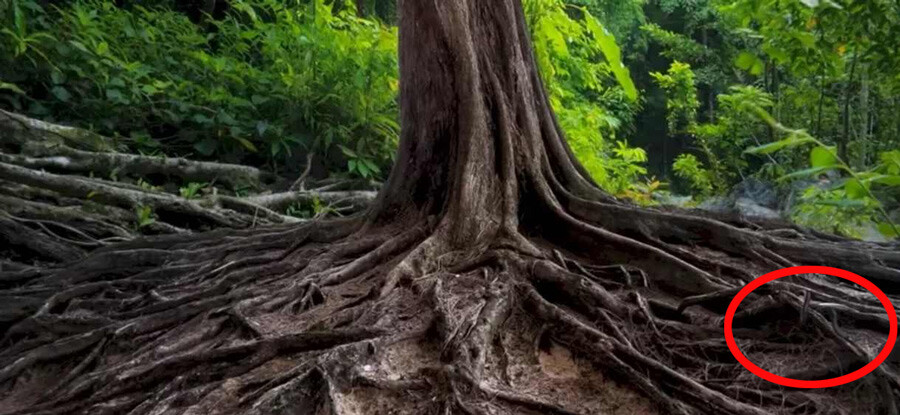 Görseldeki yılanı bulmak kolay değil! 3 saniyede gören neredeyse yok