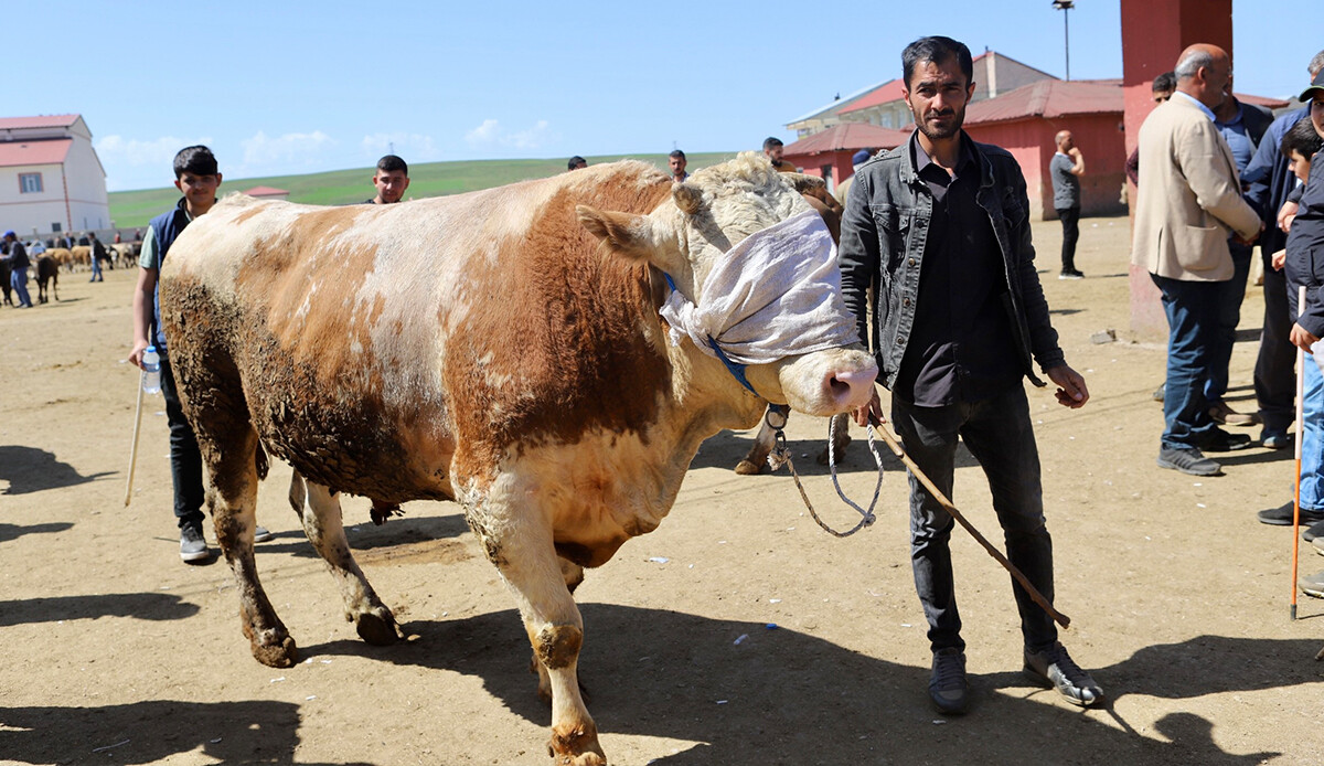 Kurban pazarlıklar kıran kırana geçiyor: 