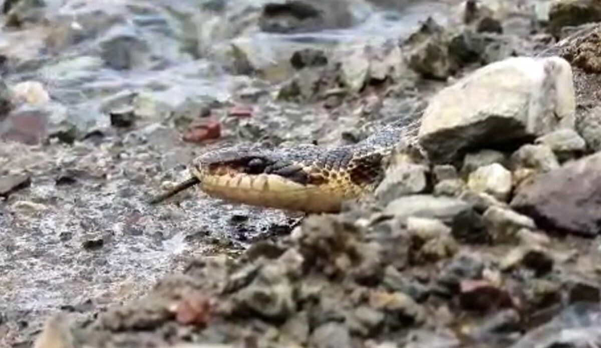 Bastığınız yere dikkat edin! Türkiye’nin en büyüğü… Her renge giriyor, boyuyla da şaşırtıyor