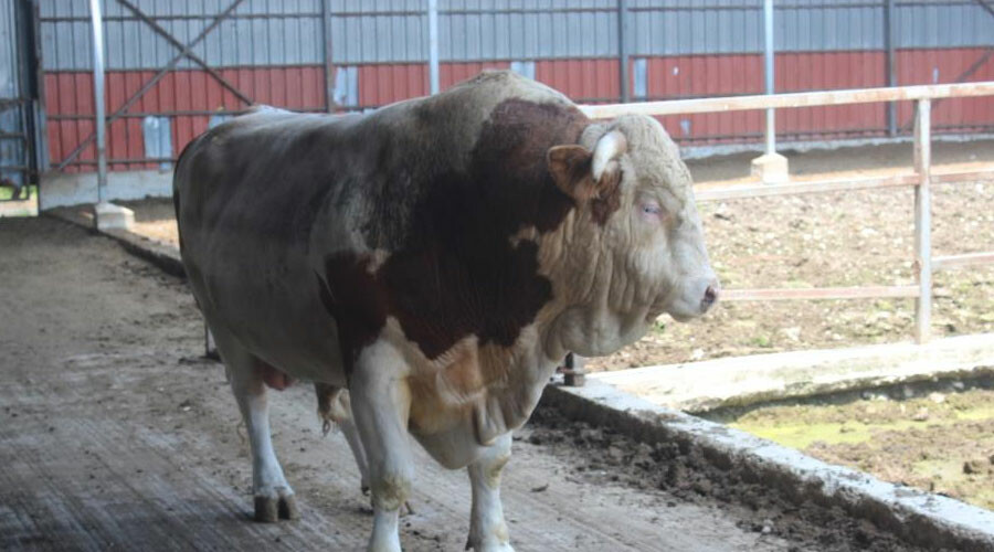 İkinci el otomobil fiyatına satılık boğa: Gören dönüp bir kez daha bakıyor