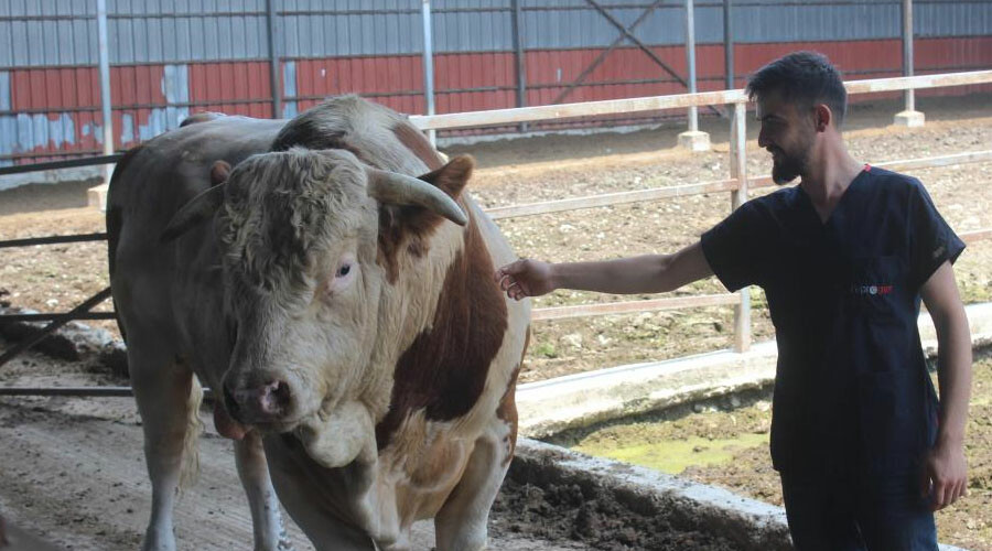 İkinci el otomobil fiyatına satılık boğa: Gören dönüp bir kez daha bakıyor