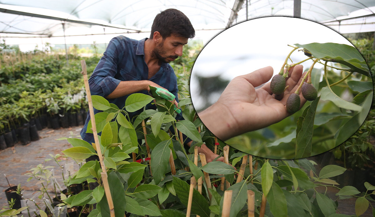 Babasından öğrendi, portakal ağaçları arasında başladı! Yılda 100 bin fidan üretiyor, şimdi ihracat yolunda