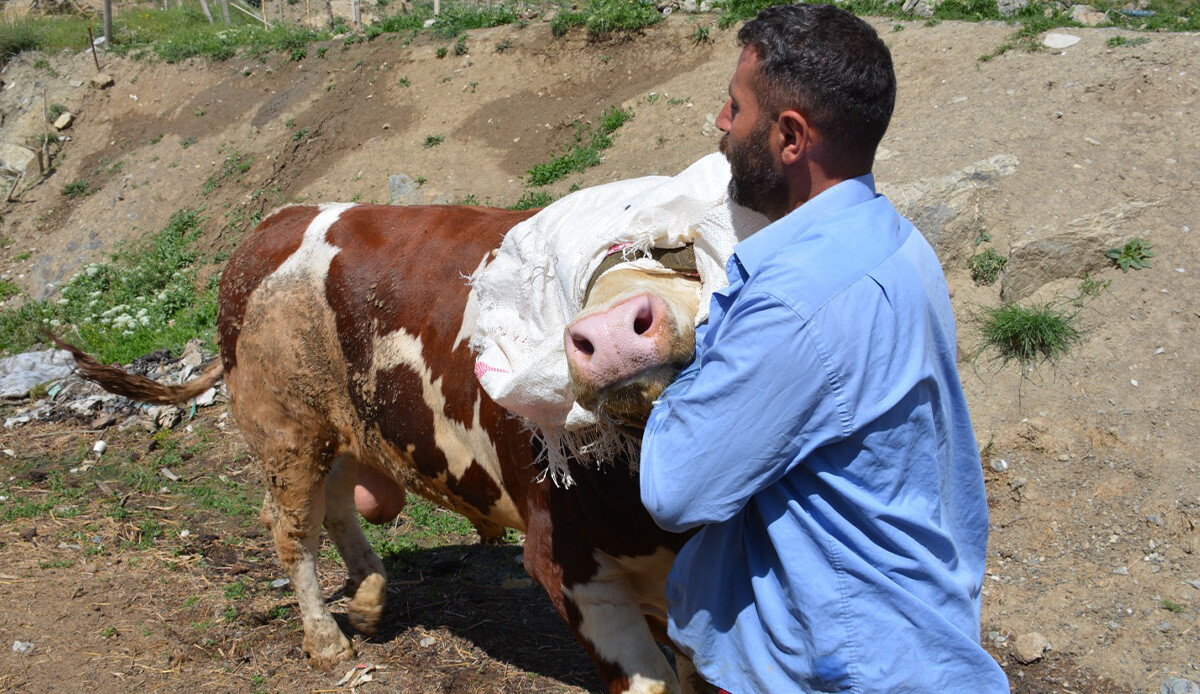 1 ton ağırlığındaki  'Çalo' satışa çıktı: Fiyatını duyan şaşkınlığı gizleyemiyor
