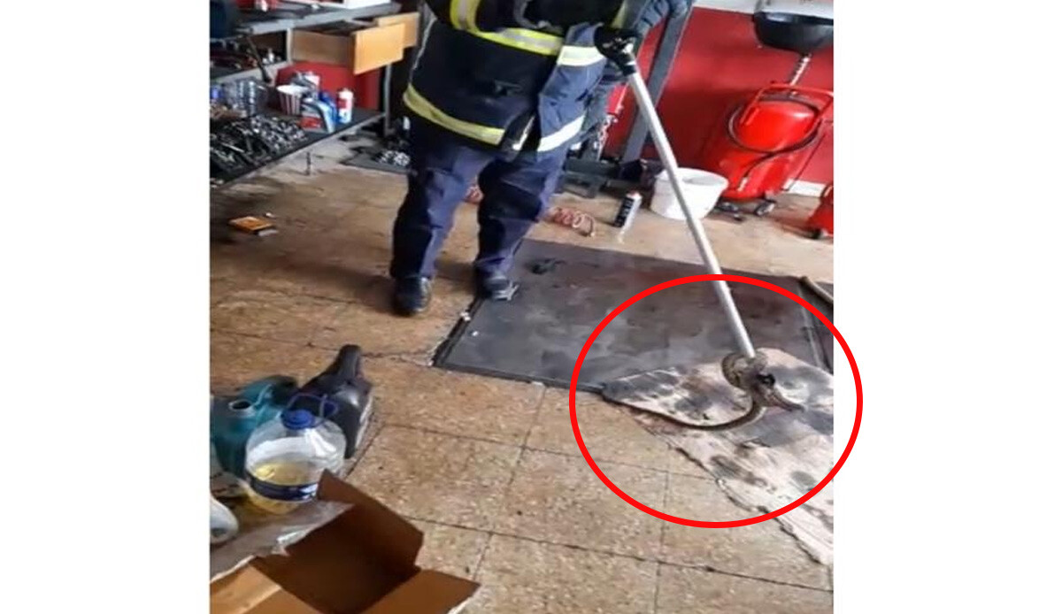 Oto tamir dükkanına yılan girdi, ekipler harekete geçti Oto tamir dükkanına yılan girdi, ekipler harekete geçti