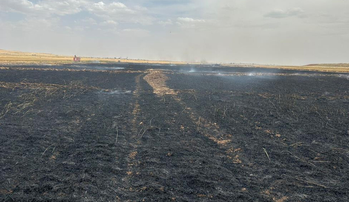 Derik'te yangın! 120 dönüm buğday tarlası küle döndü