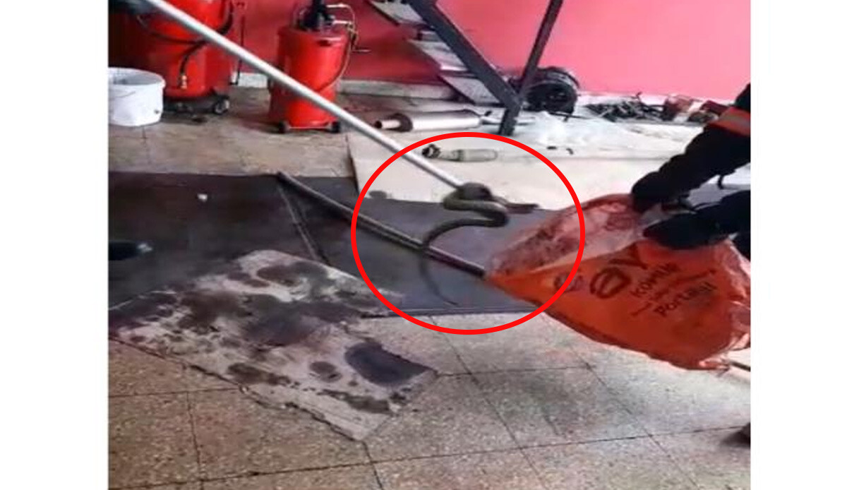 Oto tamir dükkanına yılan girdi, ekipler harekete geçti