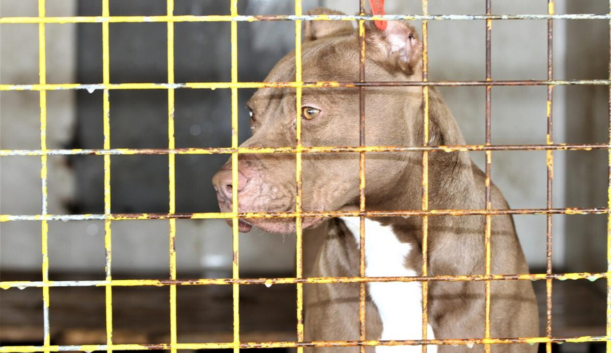 Pitbullu kavgada ölüme 18 yıla kadar hapis istendi Pitbullu kavgada ölüme 18 yıla kadar hapis istendi