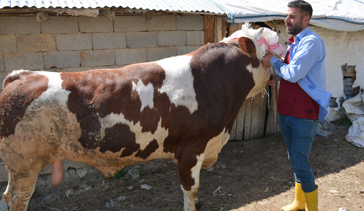 1 ton ağırlığındaki  'Çalo' satışa çıktı: Fiyatını duyan şaşkınlığı gizleyemiyor