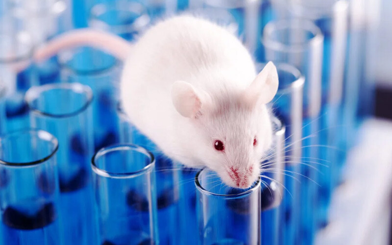 <p>Bununla birlikte, bu maddenin insanlara da aynı şekilde fayda sağlayıp sağlayamayacağı veya gerekli yüksek dozların güvenli olup olmadığı belli değil. Ancak bilim insanları, <strong>özellikle taurinin vücutta doğal olarak bulunduğunu</strong> ve zaten daha düşük dozlarda kullanılmasının göz önüne alındığında önemli etkileri olduğunu buldu. </p>