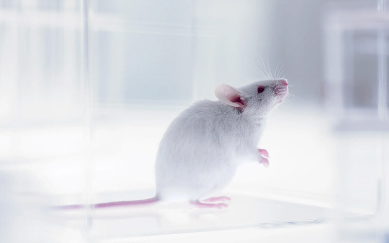 <h3>YAŞAM ÖMRÜNÜ UZATTI, GENÇLEŞTİRDİ</h3><p>Yadav'ın ekibi, 2012'de kan bileşiklerinin analizi farelerde, maymunlarda ve insanlarda yaşla birlikte amino asit seviyelerinin önemli ölçüde düştüğünü bulduğunda, taurini yaşlanma sürecinin potansiyel bir itici gücü olarak ele aldı. </p>