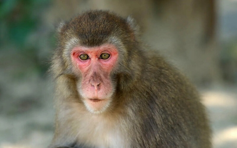 <h3><strong>MAYMUN DENEYLERİNDE DE BENZER SONUÇLAR ÇIKTI</strong></h3><p>Bilim insanları, taurin miktarını artırmanın biyolojik olarak insanlara çok daha yakın olan hayvanlara fayda sağlayıp sağlamadığına da baktı. Orta yaşlı makaklarda 6 aylık bir deney, günlük bir taurin hapının kilo alımını önleyerek, kan şekerini düşürerek ve kemik yoğunluğunu ve bağışıklık sistemini iyileştirerek sağlığı iyileştirdiğini ortaya çıkardı.</p>