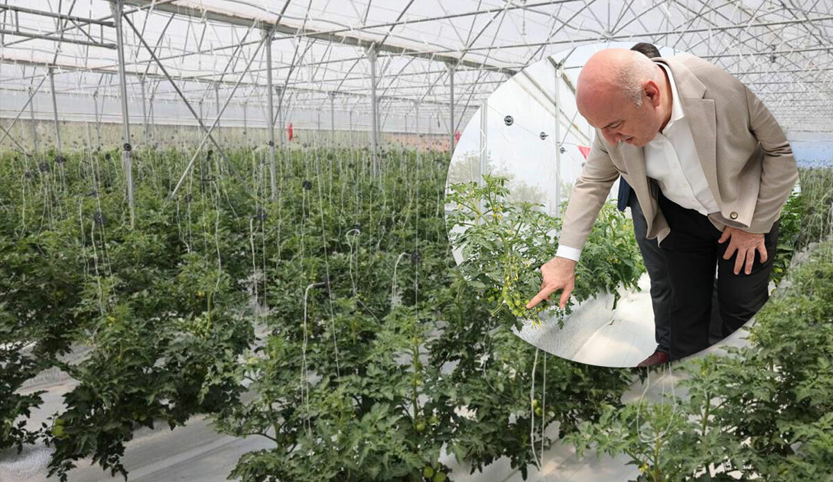 Türkiye’de bir ilk! Toprak yerine kullandılar… Boyları 1 metreyi aştı