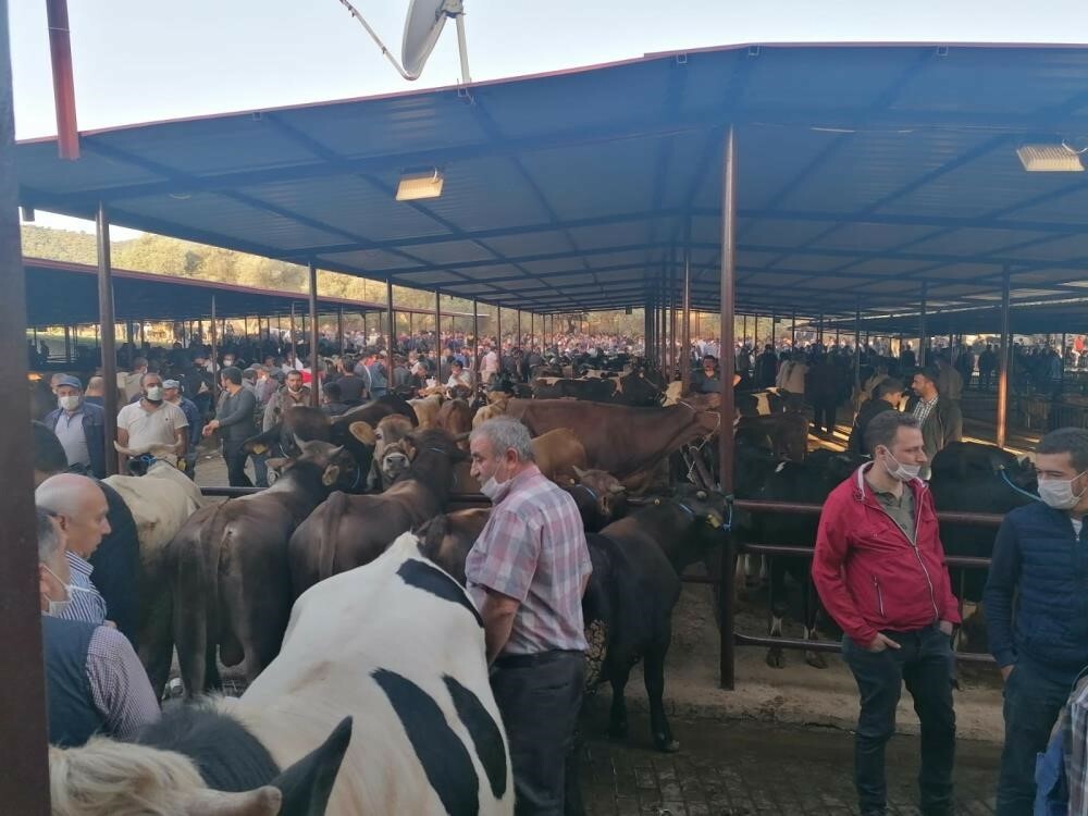 Kurbanlık pazarlarında hareketlilik başladı! Fiyatlar cep yakıyor, vatandaş şaşkına döndü! Kurbanlık pazarlarında hareketlilik başladı! Fiyatlar cep yakıyor, vatandaş şaşkına döndü!