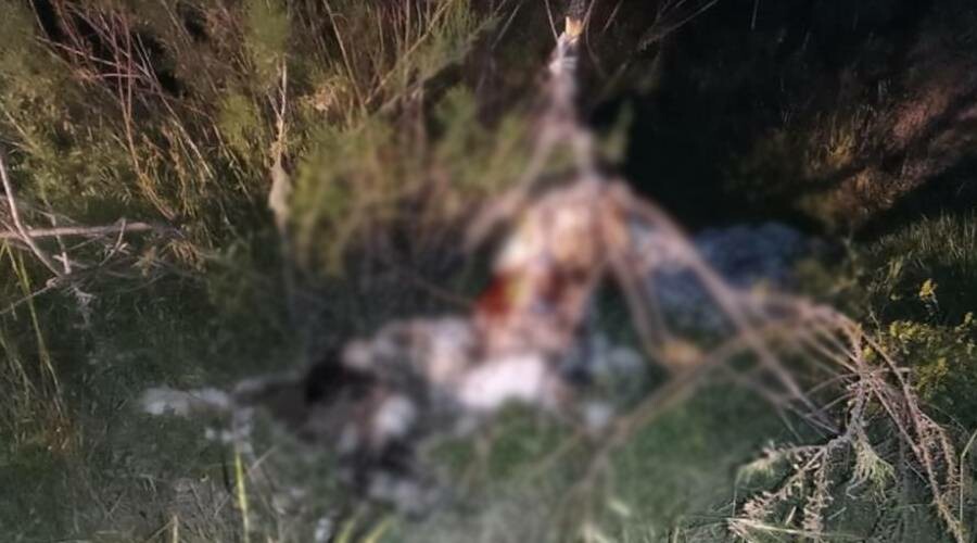 Ankara’da korkunç olay: 17 köpek ağaca asılı halde bulundu