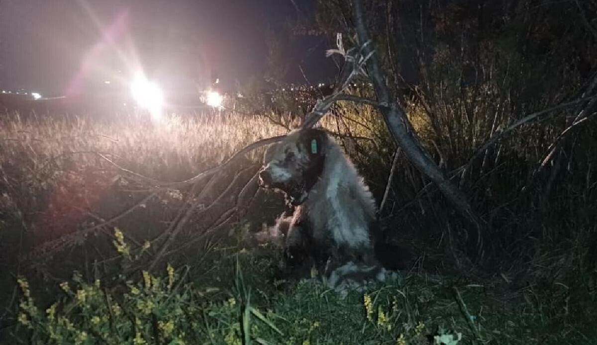 Ankara’da korkunç olay: 17 köpek ağaca asılı halde bulundu