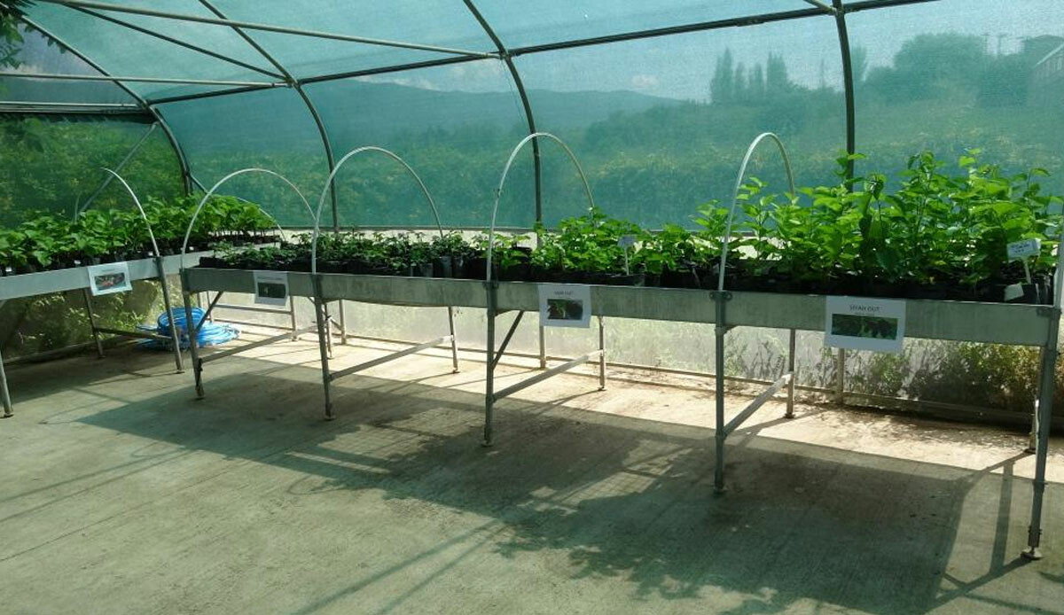 Tarımda devrim niteliğinde yöntem! Çiftçilerin yüzünü güldürdü: Üretim katbekat arttı