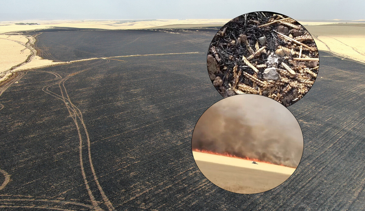 700 dönümlük arazi 45 dakikada küle döndü! Sebebi sigara izmariti