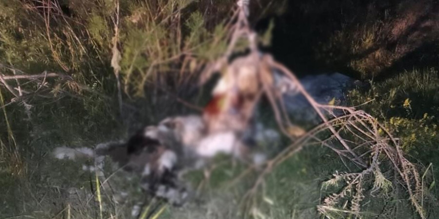 Ankara’da vahşet! 17 köpek ağaca asılmış halde bulundu