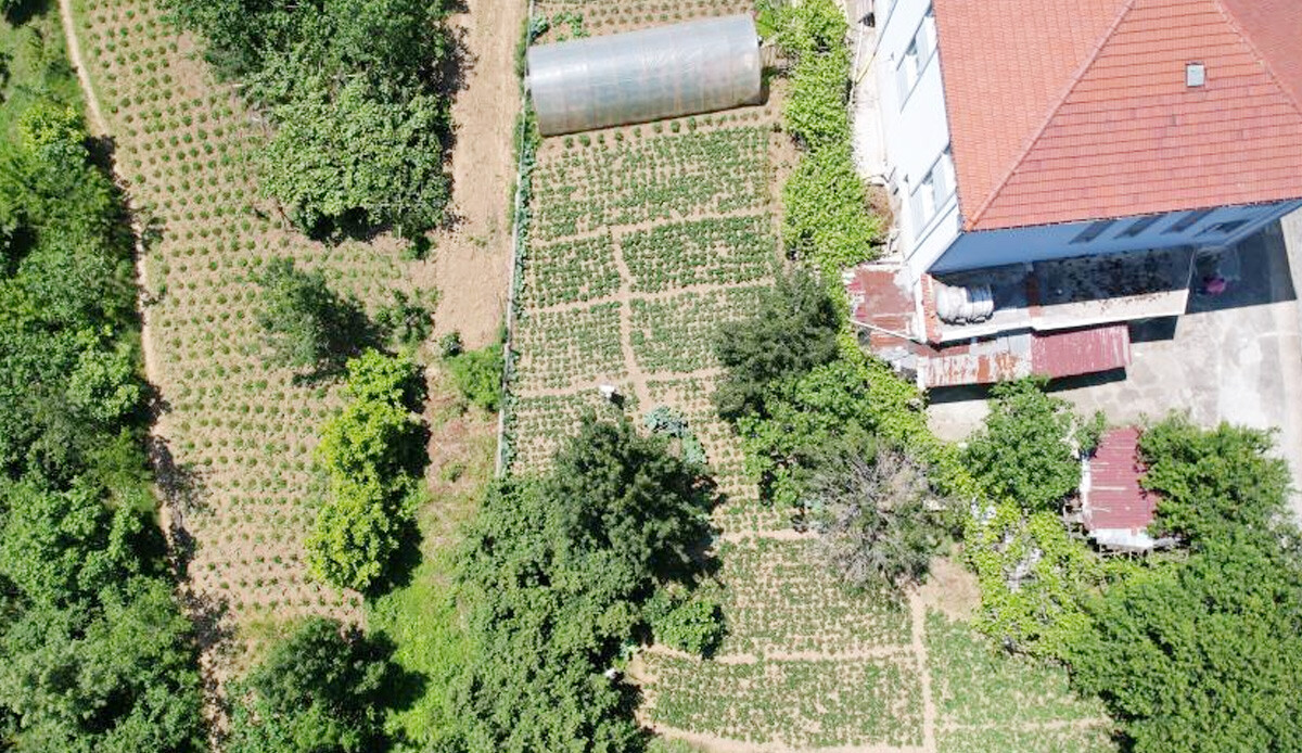 Padişahların meyvesi ilk ürününü verdi! Üreticileri taleplere yetişemiyor