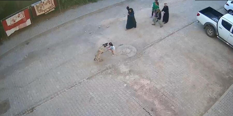 Şanlıurfa’da korku dolu anlar! Sokak köpeği ailesinin yanındaki çocuğa saldırdı