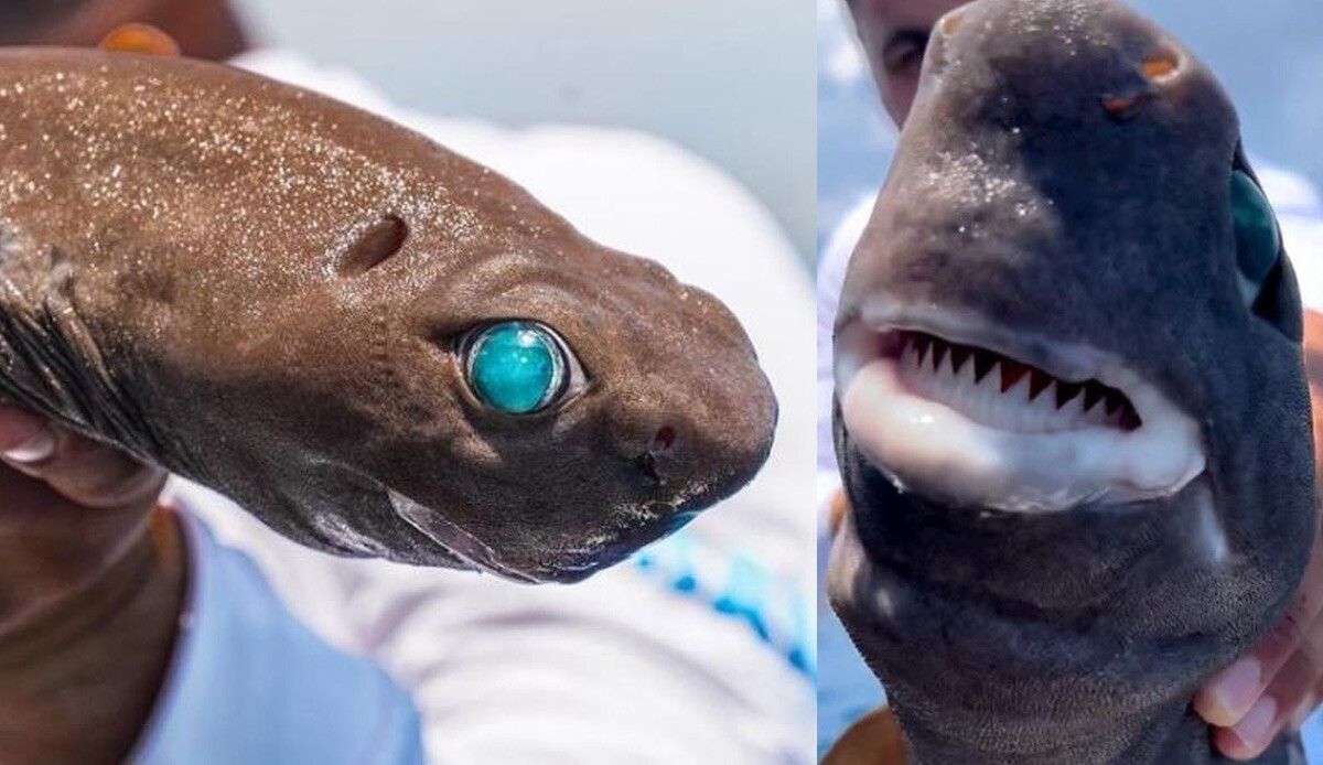 Antalya’da oltaya takıldı! Denizin altında parlıyor, avını kendine çekiyor