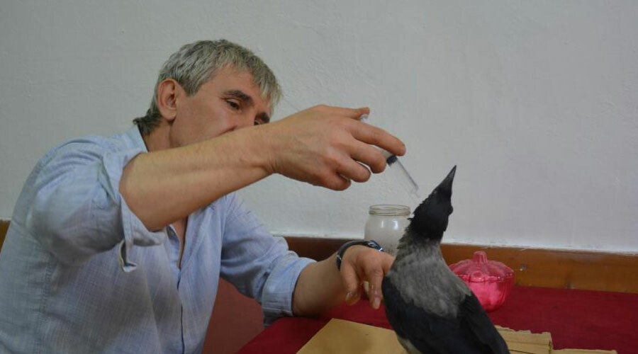 Yaralı karga çay ocağının müdavini oldu Yaralı karga çay ocağının müdavini oldu