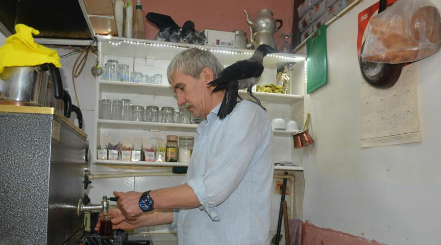 Yaralı karga çay ocağının müdavini oldu Yaralı karga çay ocağının müdavini oldu
