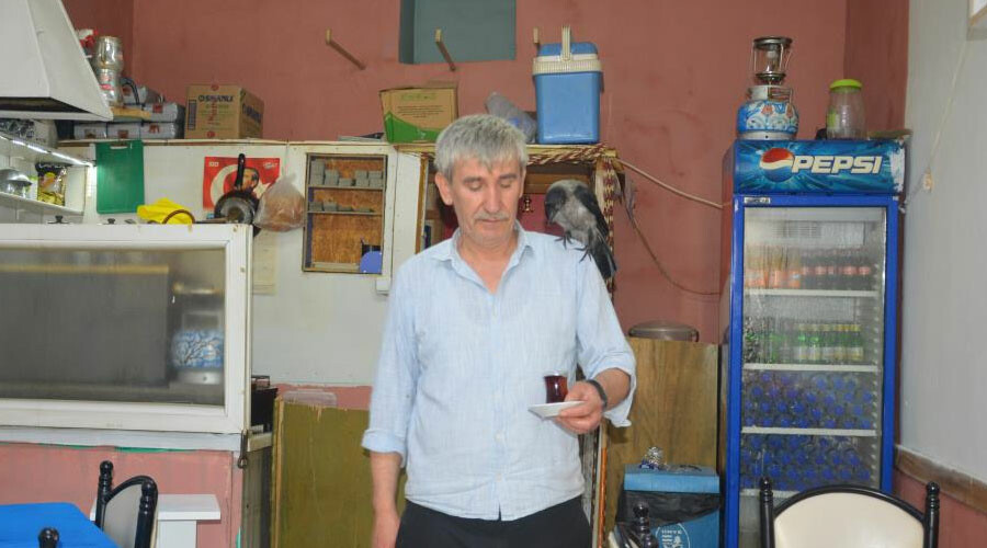 Yaralı karga çay ocağının müdavini oldu Yaralı karga çay ocağının müdavini oldu