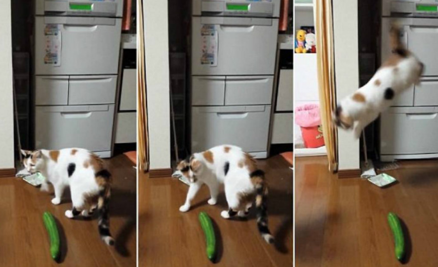 Kedilerin çok ilginç korkusu… Kediler salatalıktan neden korkar?