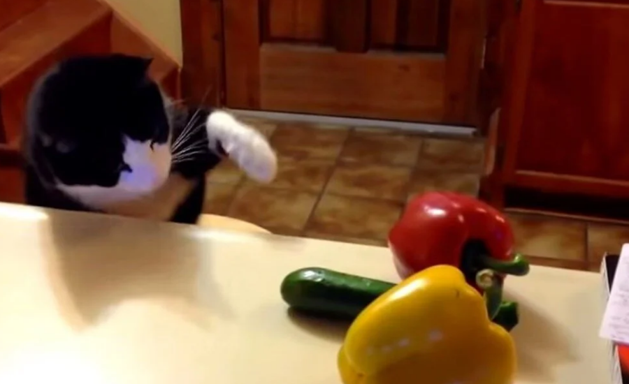 Kedilerin çok ilginç korkusu… Kediler salatalıktan neden korkar?