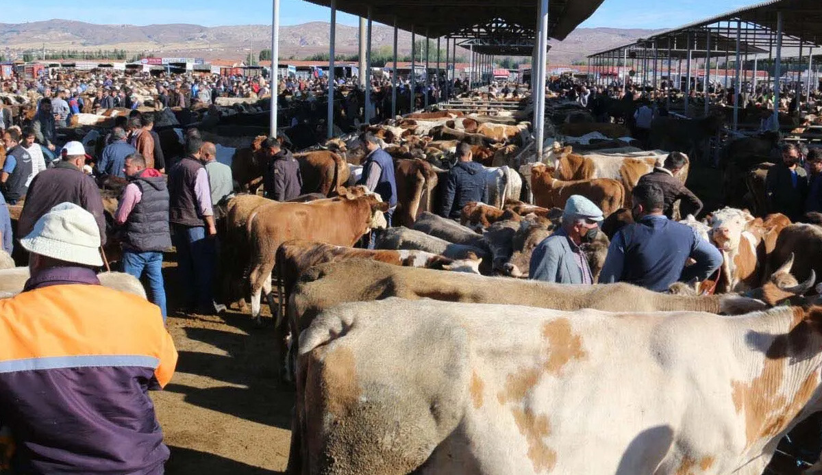 İl il en düşük kurbanlık fiyatları 2023 | Dana, tosun, kuzu, koyun gibi küçükbaş ve büyükbaş kurbanlık fiyatları ne kadar? - Ekonomi