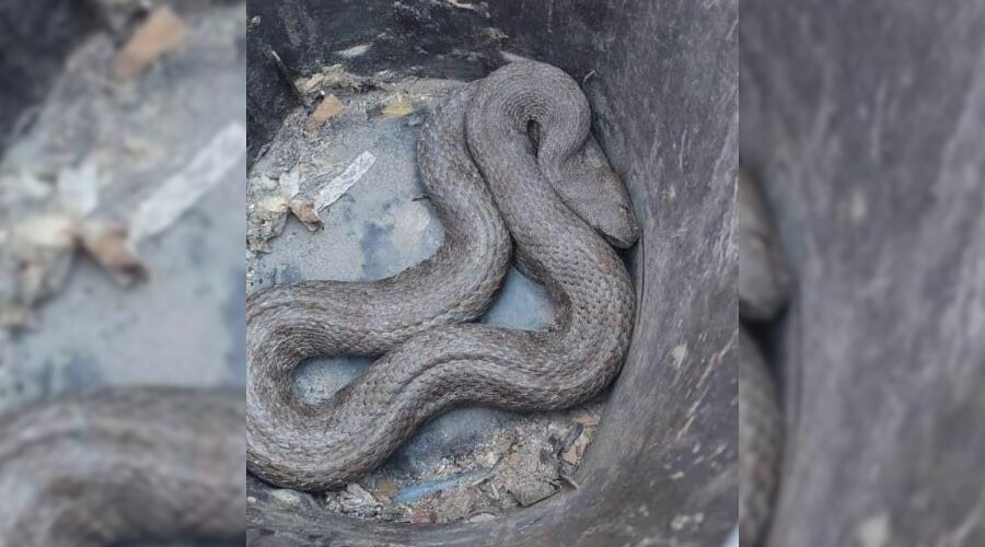 Lastiğin içerisine saklanmış… Sesi duyunca aracını durdurdu: Gördüğü manzara karşısında şoke oldu!