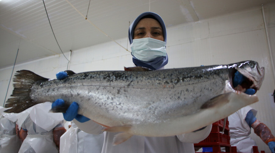 Denizi olmayan ilimizden tüm dünyaya ihraç ediliyor: Ülkeler sıraya girdi, ihracatı ikiye katladı Denizi olmayan ilimizden tüm dünyaya ihraç ediliyor: Ülkeler sıraya girdi, ihracatı ikiye katladı
